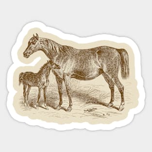 Arabian Horse Mare and Foal Vintage Illustration Sticker